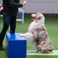 Harrastekoira kuntoon - Valmennus - kevät 2026